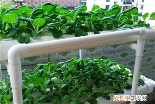 阳台水培蔬菜好不好 水培蔬菜有毒吗