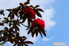 野生马缨花如何移栽 野生马缨花可以移栽吗