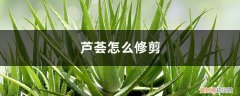 芦荟怎么修剪? 芦荟怎么修剪