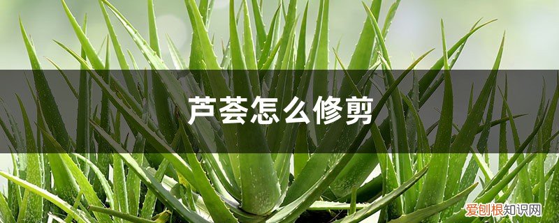 芦荟怎么修剪? 芦荟怎么修剪