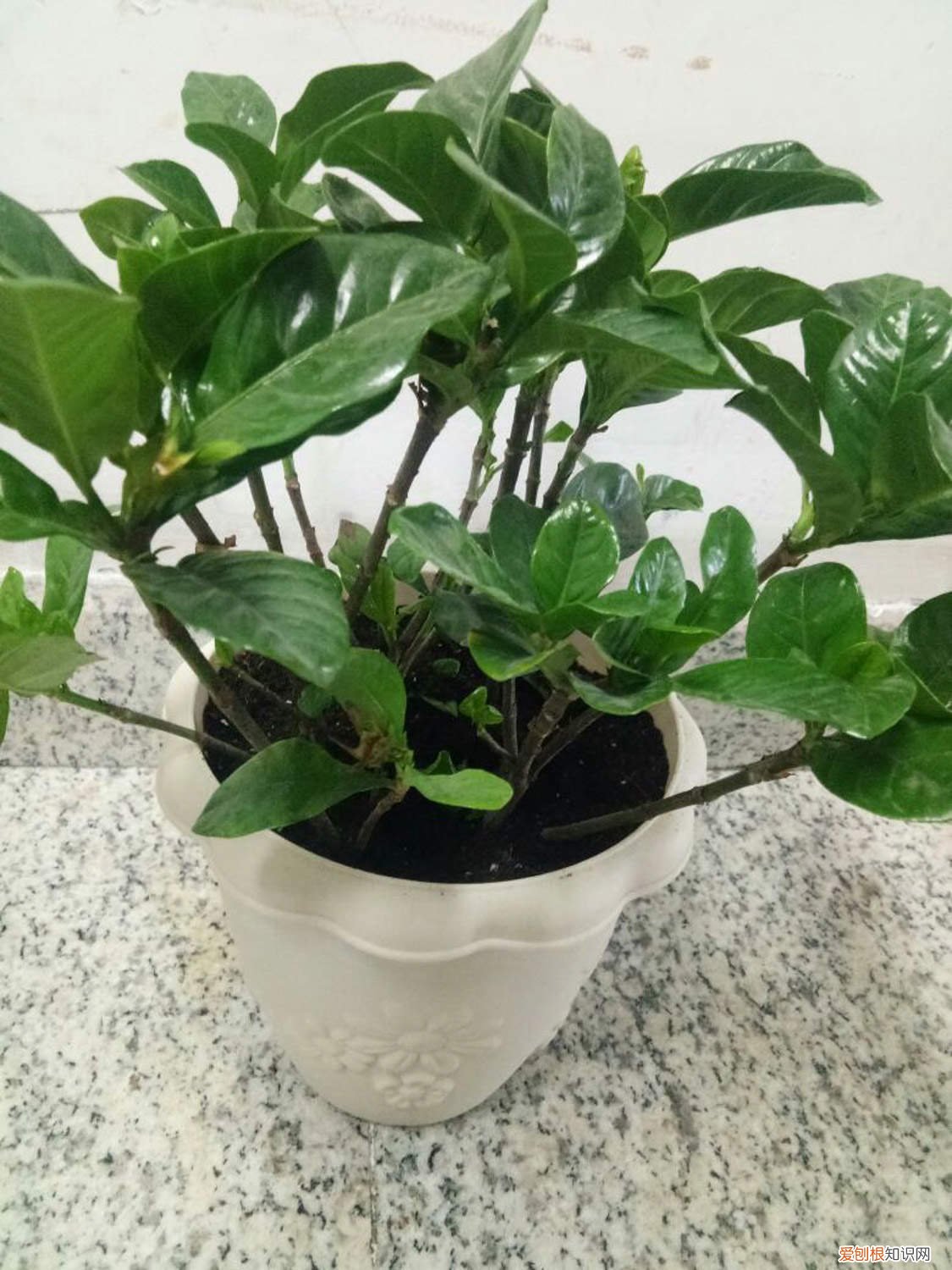 栀子花花后管理 栀子花花期管理