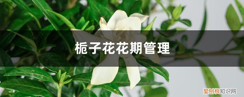 栀子花花后管理 栀子花花期管理