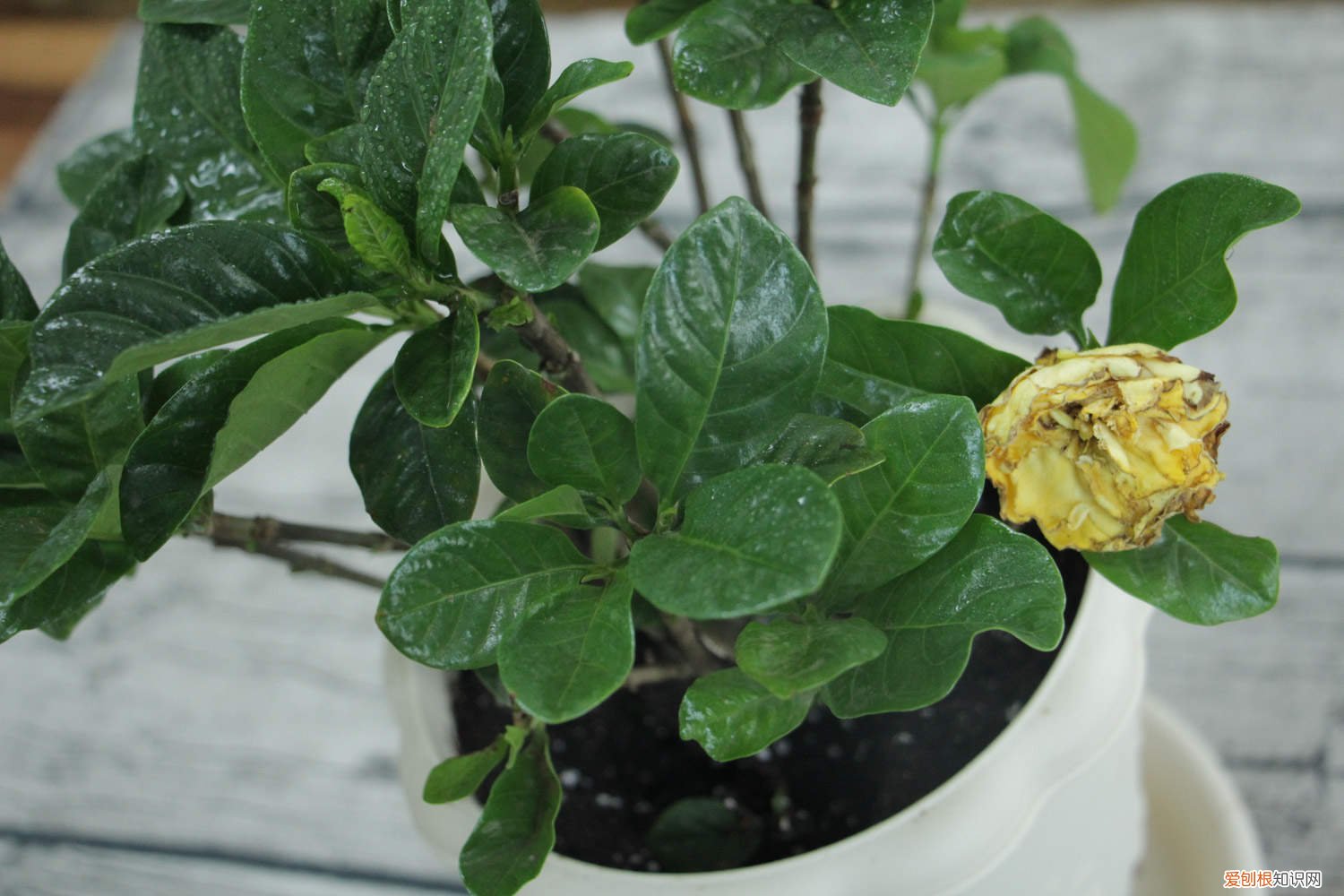栀子花怎么延长花期视频 栀子花怎么延长花期