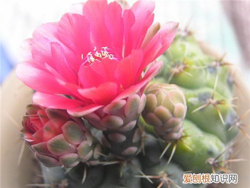 仙人球种类怎么分 仙人球哪个品种好
