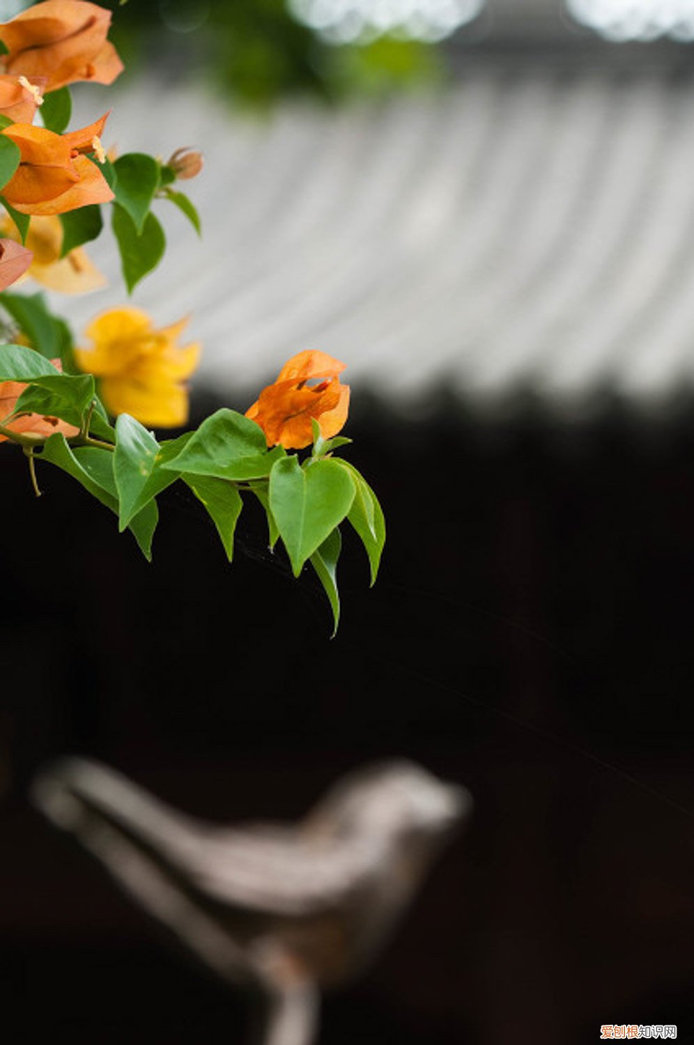 三角梅怎样养才能开花 三角梅这么养，只需4步变成大花球，365天都开花！