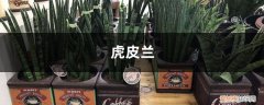 10年的虎皮兰，年年开花结果，秘诀竟然这么简单！