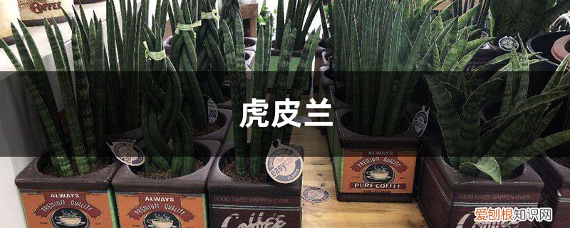 10年的虎皮兰，年年开花结果，秘诀竟然这么简单！