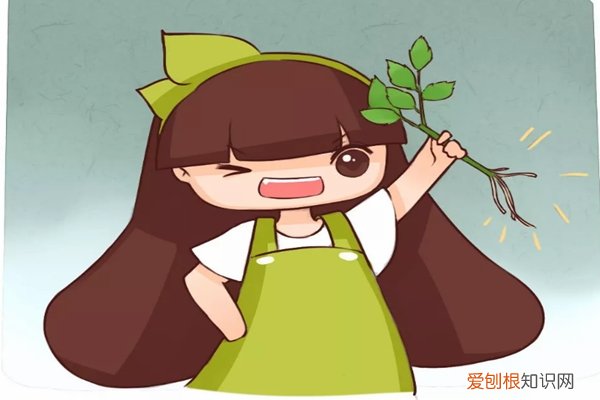 扦插枝子花 这3种花太贵，别买了，捡个枝就能扦插100盆！