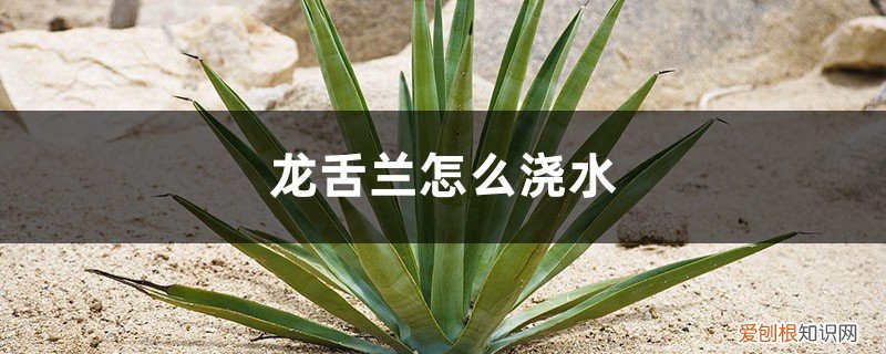龙舌兰移栽后如何浇水 龙舌兰怎么浇水