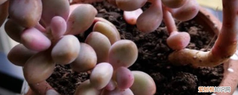 桃蛋的养殖方法和浇水 桃蛋冬天怎么养，多久浇一次水