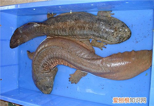 娃娃鱼吃什么有营养呀 人工养的娃娃鱼贵么