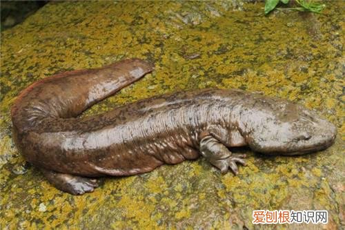 娃娃鱼吃什么有营养呀 人工养的娃娃鱼贵么