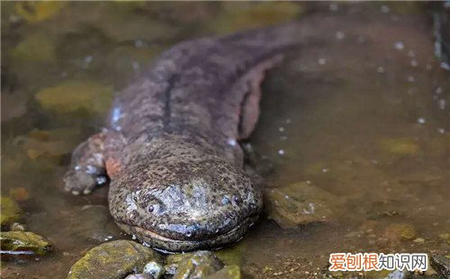 娃娃鱼吃什么有营养呀 人工养的娃娃鱼贵么