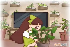 盆边戳个洞，埋点它，花猛蹿狂长，叶子绿得滴油！