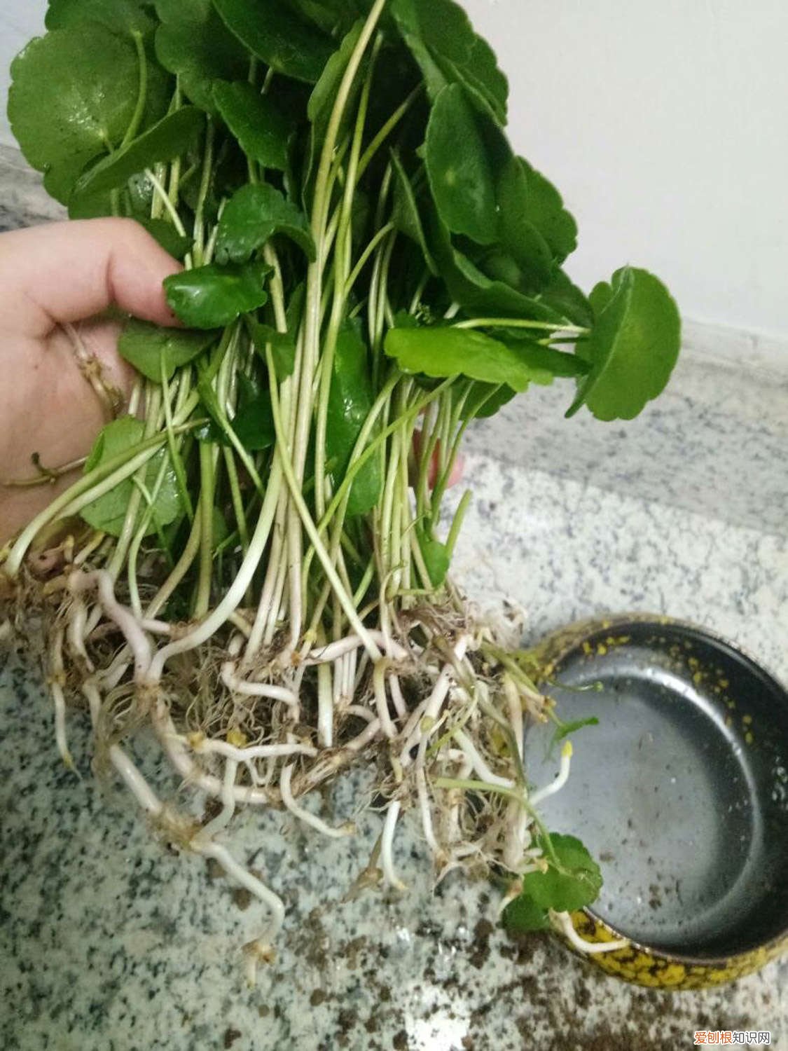 多肉铜钱草…开花后赶紧剪，否则立马死翘翘了！