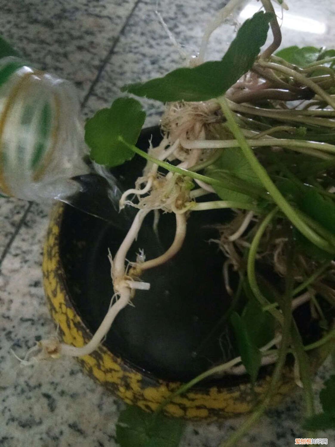 多肉铜钱草…开花后赶紧剪，否则立马死翘翘了！