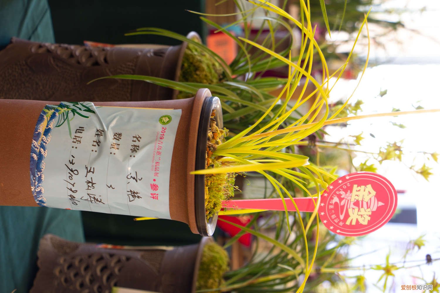 对子兰花怎么养才能开花 兰花怎么养才能开花