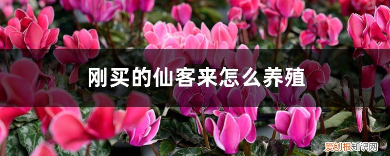 刚买的仙客来怎么养殖