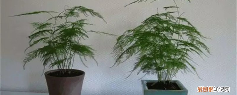 文竹什么时候分株换盆好 文竹怎么分株,什么时候分盆好