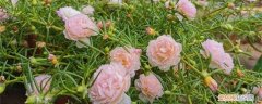 太阳花怎么过冬,冬天怎么修剪视频 太阳花怎么过冬，冬天怎么修剪