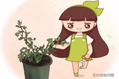 什么花掐一枝就能活 现在给花一掐一埋，1个枝开10朵，想不爆盆都难！