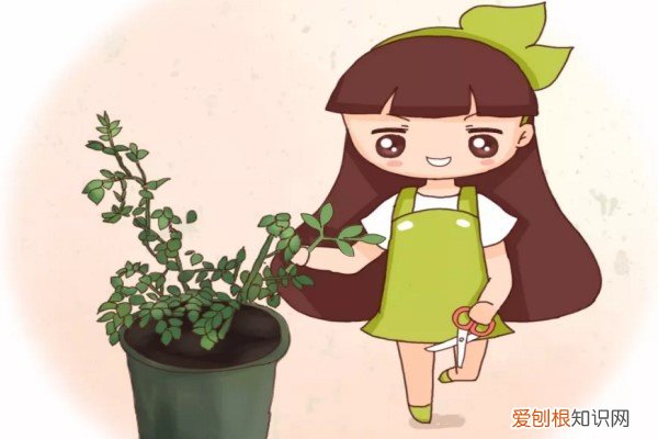 什么花掐一枝就能活 现在给花一掐一埋，1个枝开10朵，想不爆盆都难！