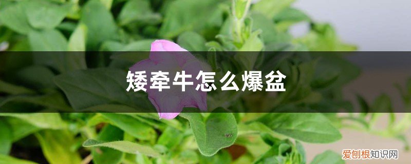 矮牵牛怎样爆盆 矮牵牛怎么爆盆
