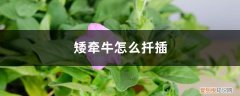 矮牵牛怎么扦插成活率高 矮牵牛怎么扦插