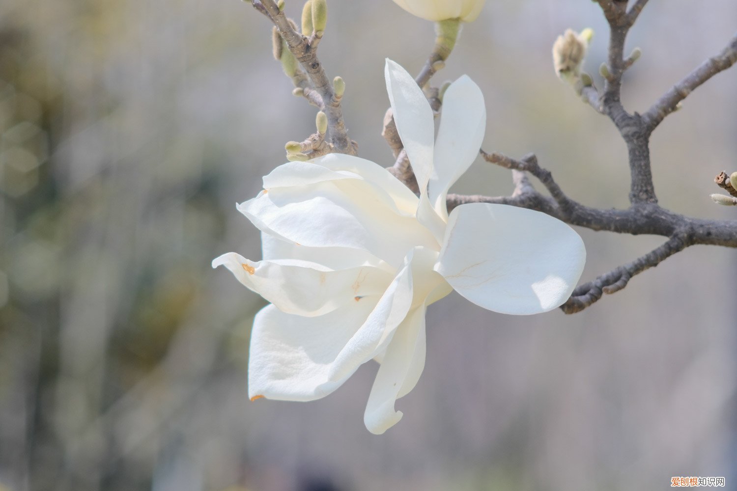 白玉兰开花没叶子 白玉兰开花后怎么办