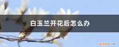 白玉兰开花没叶子 白玉兰开花后怎么办