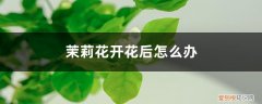 茉莉花开完怎么办 茉莉花开花后怎么办