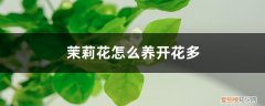 茉莉花怎么养容易开花 茉莉花怎么养开花多