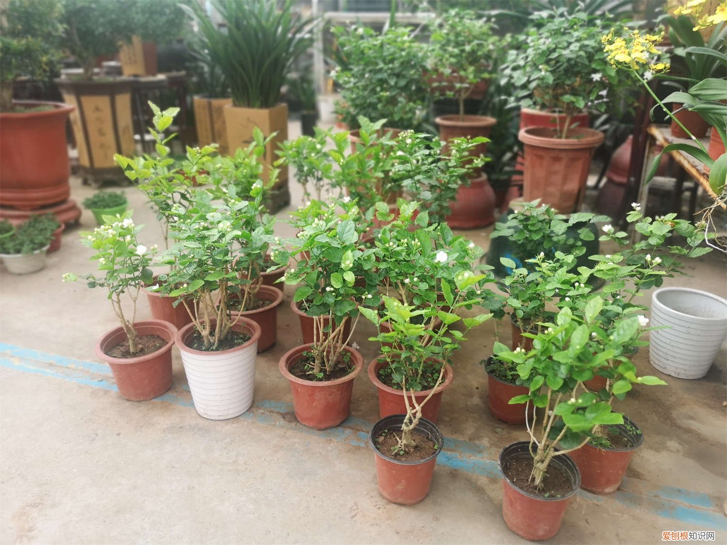 茉莉花怎么养容易开花 茉莉花怎么养开花多
