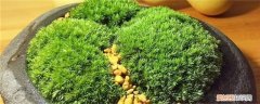 挖的苔藓怎么处理 挖来的苔藓怎么养，去哪挖