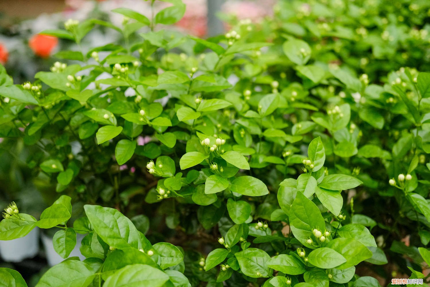 茉莉花开花后养护方法 茉莉花开花前怎么养护