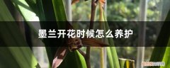 墨兰开花时候怎么养护视频 墨兰开花时候怎么养护