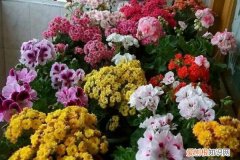 花开了浇水 浇水前多1个小动作，花再也不烂根，开花刹不住闸！
