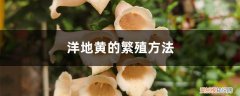 地黄种植方法 洋地黄的繁殖方法