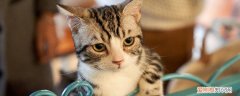 猫把背弓起来是什么意思 猫背弓起来是什么意思