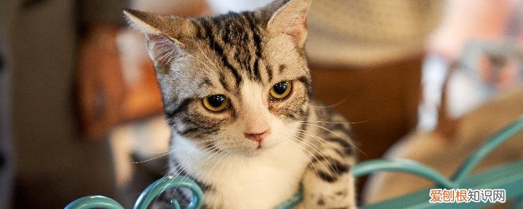 猫把背弓起来是什么意思 猫背弓起来是什么意思