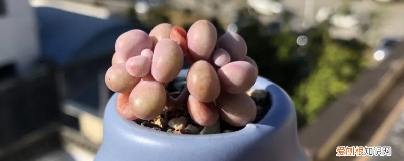 桃蛋多久可以变老桩 桃蛋怎么养成老桩，怎么养成悬崖桩
