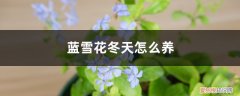 蓝雪花冬天养外面会死吗 蓝雪花冬天怎么养