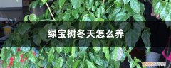 绿宝冬天怎么养才能安全过冬? 绿宝树冬天怎么养