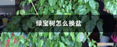 绿宝树换盆后多久可以施肥 绿宝树怎么换盆