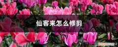 仙客来修剪叶子 仙客来怎么修剪
