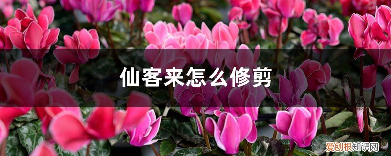 仙客来修剪叶子 仙客来怎么修剪