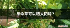 雨伞可以晒太阳吗 旱伞草可以晒太阳吗？