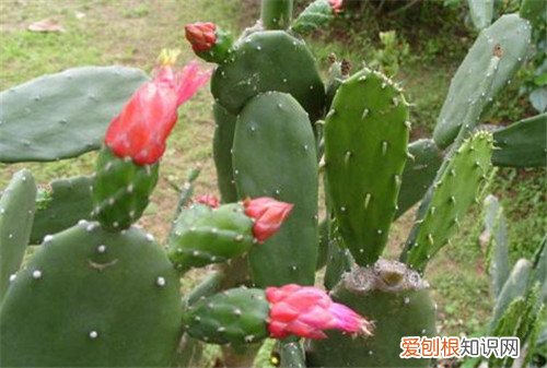 仙人掌开花代表着什么 仙人掌种植多久才会开花