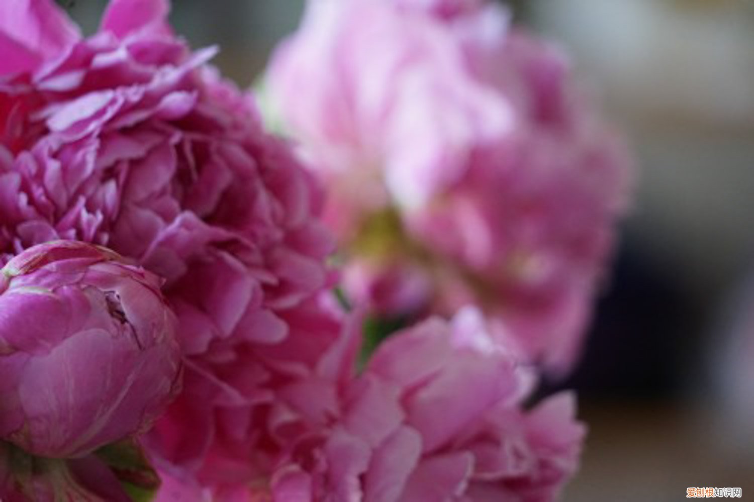 芍药冬天发芽会冻死吗 芍药怎么过冬，冬天发芽怎么办