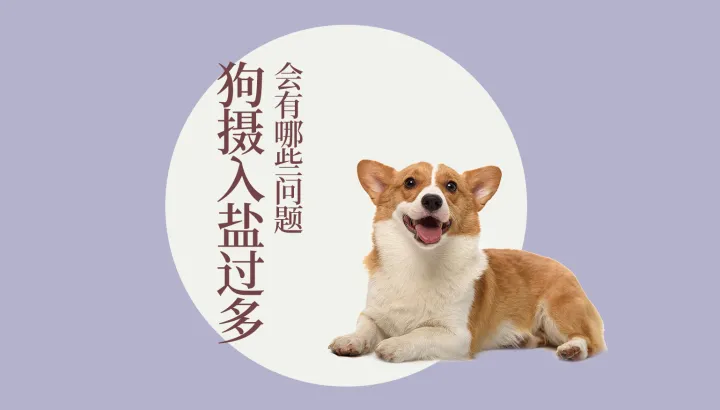 猫狗宠物知识,宠物大师猫狗科普站-第四期